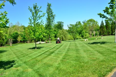 tree-grass-structure-field-lawn-meadow-754941-pxhere.com (1)